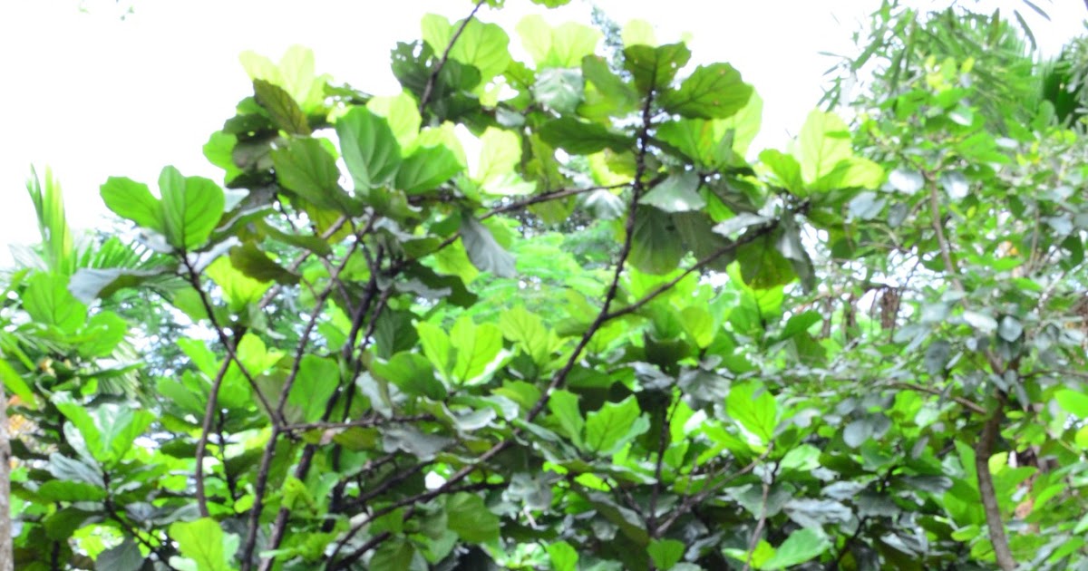 Mekar Jaya Flora Pohon Ketapang Daun Lebar