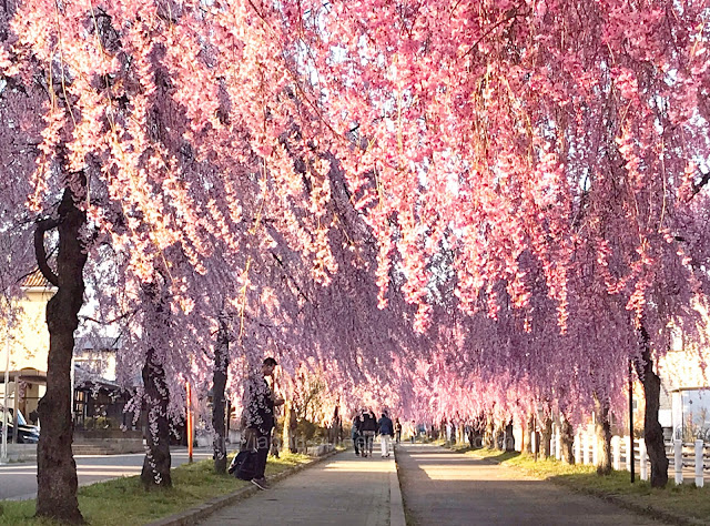 Nicchu Line Weeping Cherry Trees