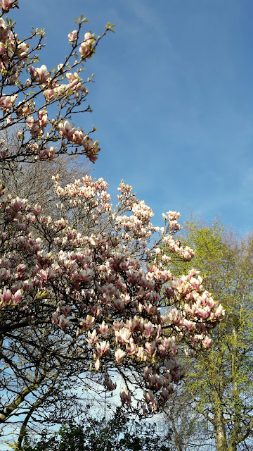 lingonberryhouse, aarhus, spring, nature, luonto, Tanska, puisto, luonto