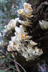 2011.03.26 at 14h31m09s Norman Jolly Forest Reserve