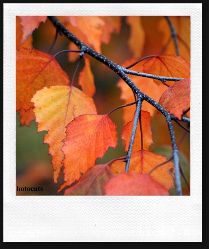 IMG_4410 Leaves
