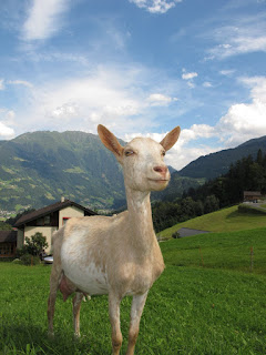 Can goats see in the dark