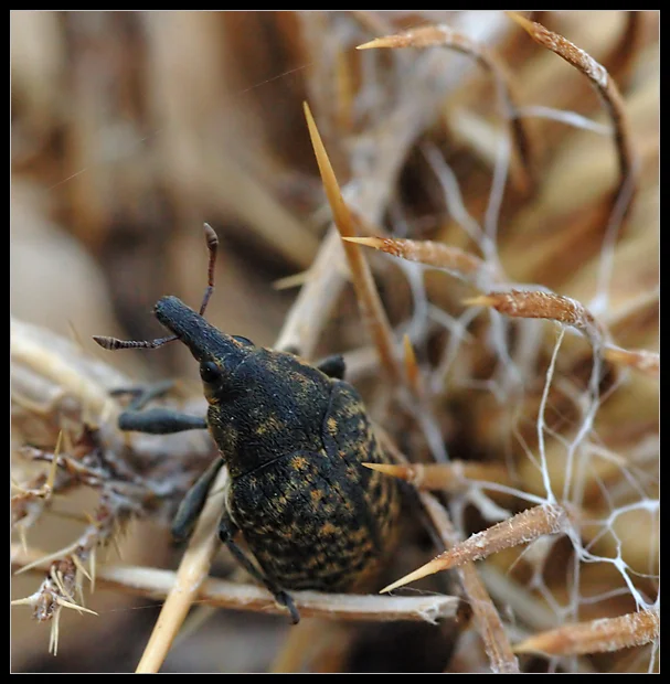 Larinus turbinatus