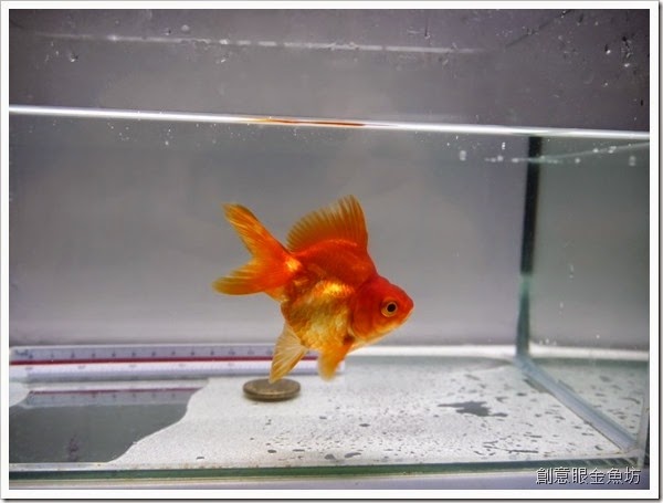 創意眼金魚坊 專營精緻金魚 特殊金魚 買金魚 找金魚 賣金魚請來專業金魚水族館 金魚專賣店 金魚專門店 歡迎有開店時間現場參觀 進魚快訊 新進魚隻種類價格