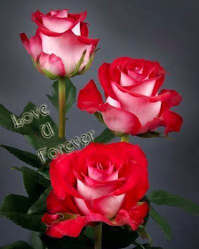 i love you with red rose