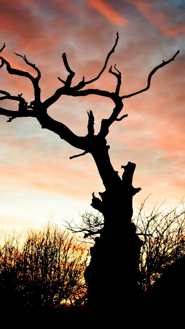 Wallpaper Sunset, Silhouette, Tree, Branches