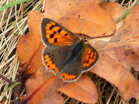 Male Small Copper Lycaena phlaeas. Indre et Loire. France. Photo by Loire Valley Time Travel.