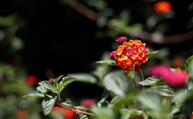 Lantana Flowers Pictures