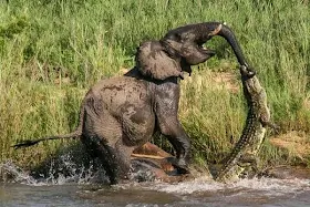 Elephant hits crocodile" viciously after biting trunk