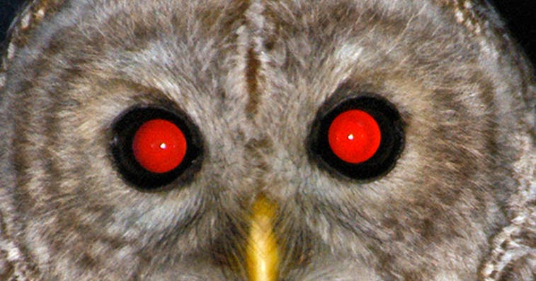 Gambar Burung Hantu | Dunia Binatang