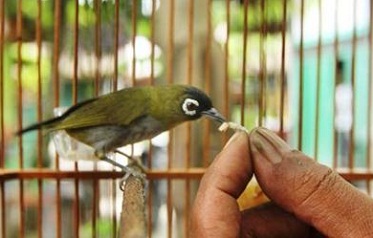 Cara Menjinakkan Burung Pleci Bakalan Yang Liar