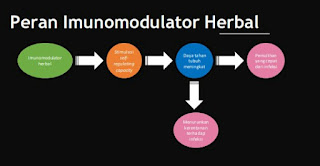 Peran Imunomodulator Herbal