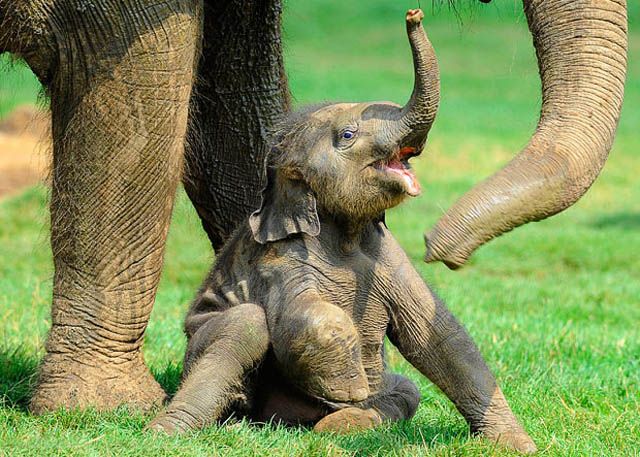 Funny Baby Elephants New Photos Pictures 2012   Funny Animals