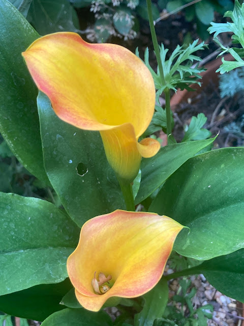 Two yellow zantendeschia blooms