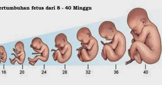 perkembangan bayi 7 bulan