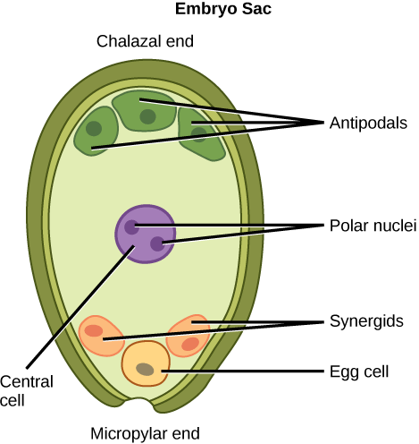 Angiosperms seed