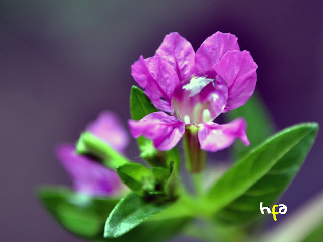 setetes air (embun) di atas kelopak bunga kecil berwarna ungu, foto bokeh