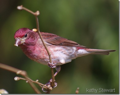 Male