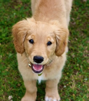 Golden Retriever Dog: Miniature Golden Retriever Puppies - Miniature+GolDen+Retriever+Puppies