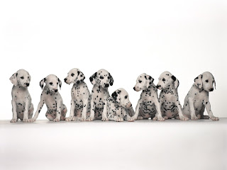 dalmatian puppy puppies breeds dog hound canine pooch canis bow-wow despicable fellow qen txakurra gos pas hond koer aso koira kutya hundur madra pets huisdieren animaux de compagnie Haustiere de companie husdjur Evcil Hayvan anifeiliaid anwes domace zvali augintiniai alagang hayop domaci zvirata kucni ljubimci animals domestics maskotak wallpaper