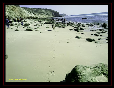 Australian Shepherd in Salema beach