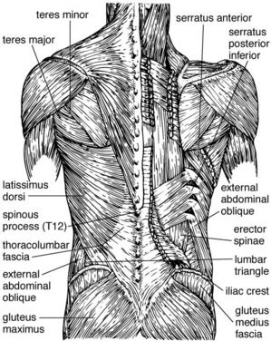 Fitness and Injury Recovery for Graceful Movement: Lower ...