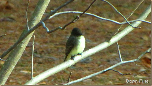 birds and flowers_005