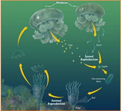 coelenterata[1]