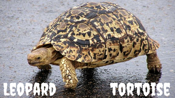 Leopard Tortoise