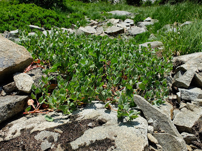 Polygonum davisiae (Davis’ Knotweed)