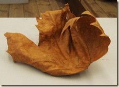 dead-leaf-sujet