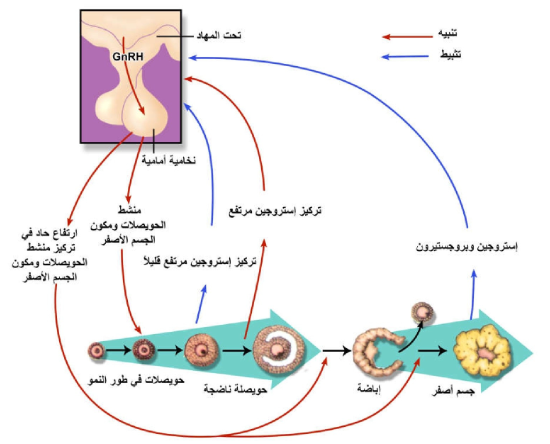 الشكل 22 - 16: السيطرة الهرمونية على دورة المبيض.