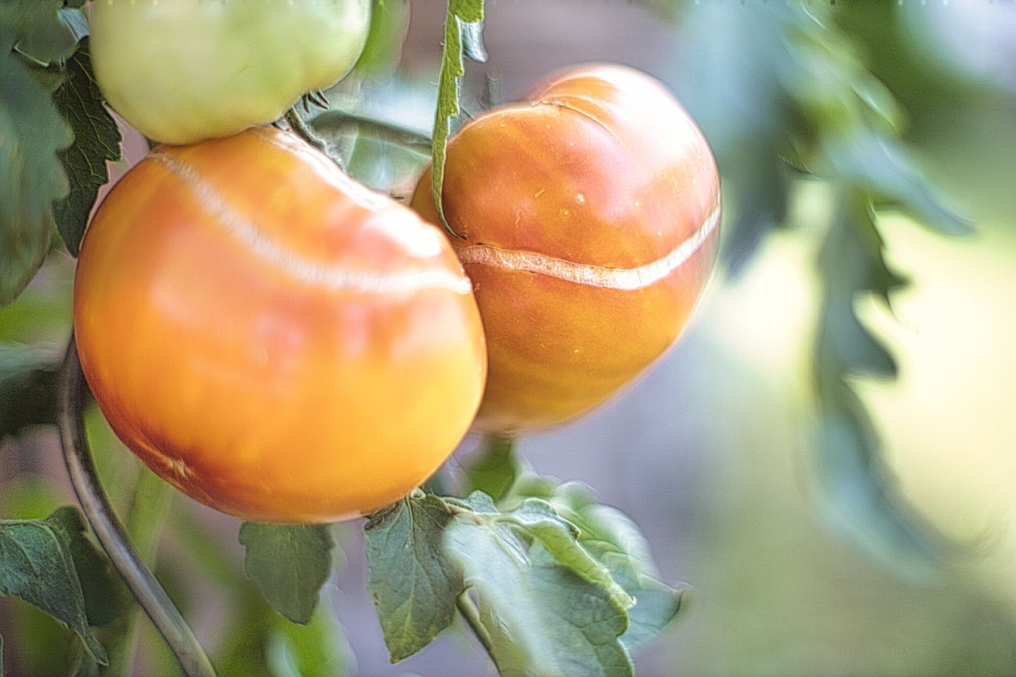 600g+2x450g=1500g Tomatensalat oder wie grüne Tomaten farbig werden