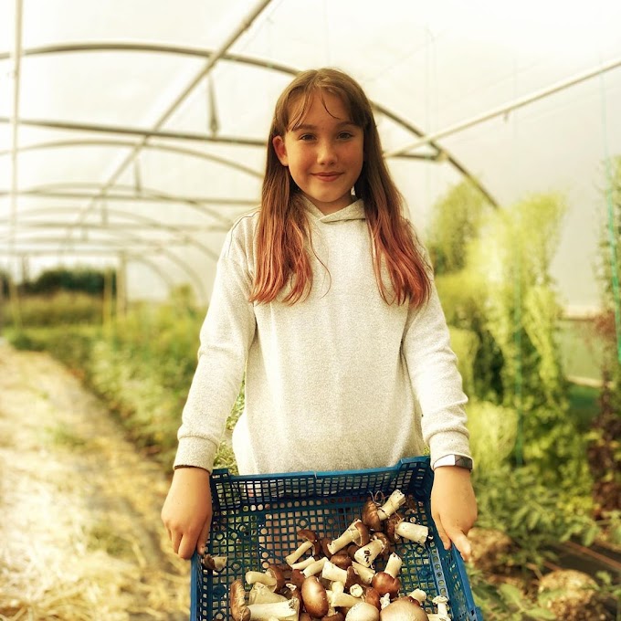 Mushrooms kids |  Fresh & dry Mushrooms | Biobritte mushrooms 