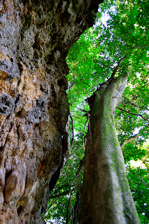 tree growing parallel to big rock