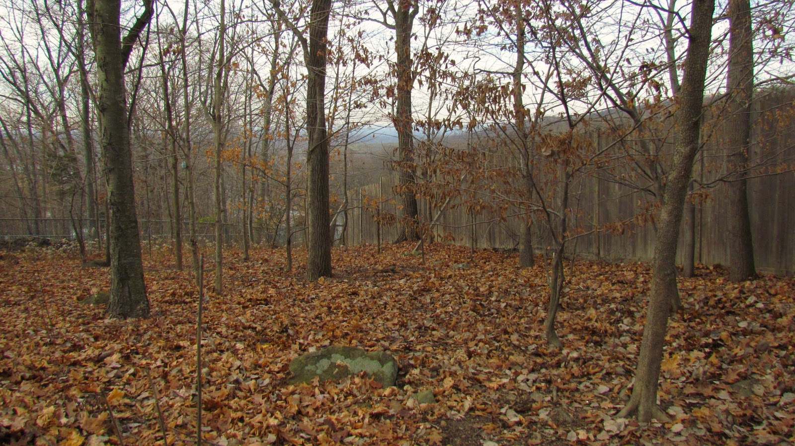 Nyack Backyard: November 2011