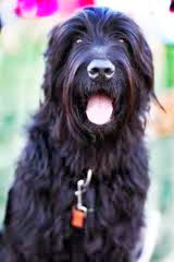black russian terrier