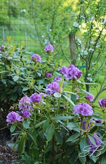 IMG_6037 til blogg