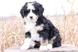 Bernedoodle Puppies for Sale in USA