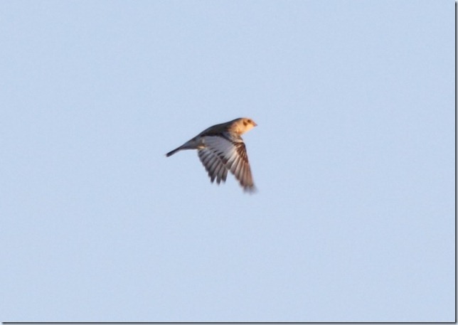 snow_bunting3