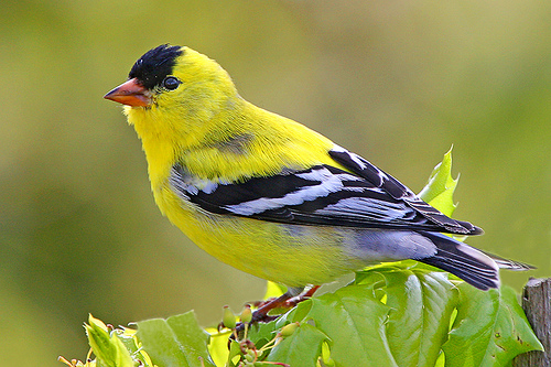 goldfinch,animalia,chordata,aves,passeriformes,bird,