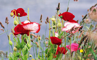 poppy flowers