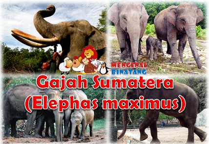 Mengenal Gajah Sumatera Satwa Yang Terancam Punah 