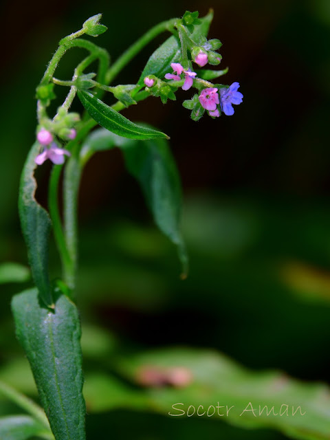 Cynoglossum asperrimum