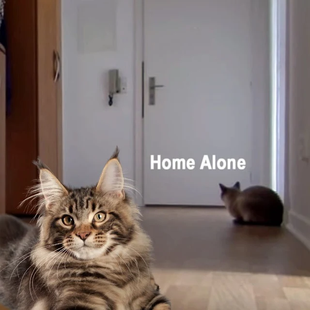 Maine Coon Home Alone