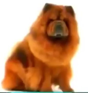 7 - Anjing Chow-Chow