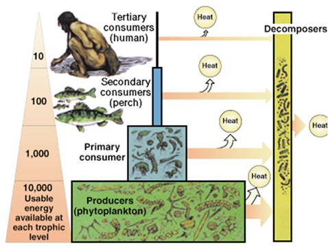 Multiple choice on Ecological pyramids