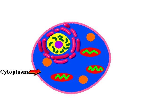 cytoplasmic