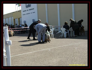 pastor australiano e golden retriever na exposição internacional de Elvas