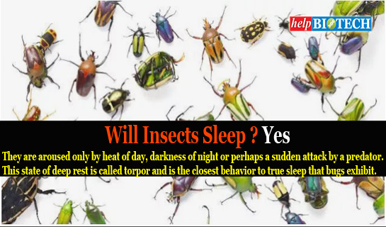 Did You Know: Will Insects Sleep ?